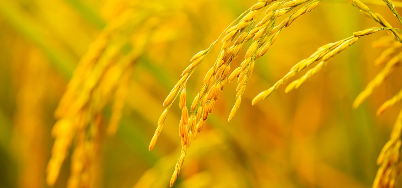 close-up-of-yellow-green-rice-field-2023-02-08-18-05-55-utc